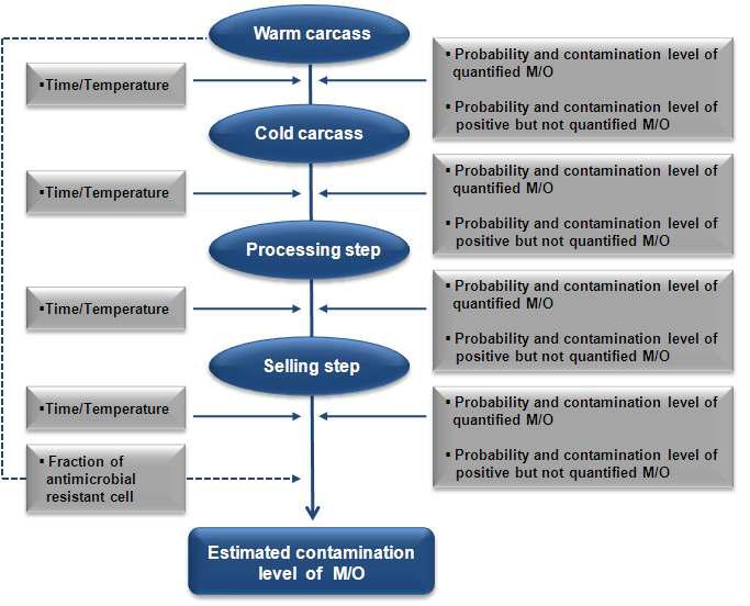 Schematic representation of the model framework for exposure assessment of E. coli and S. aureus in pork meat from slaughter to selling step
