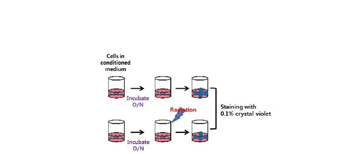 Clonogenic assay.