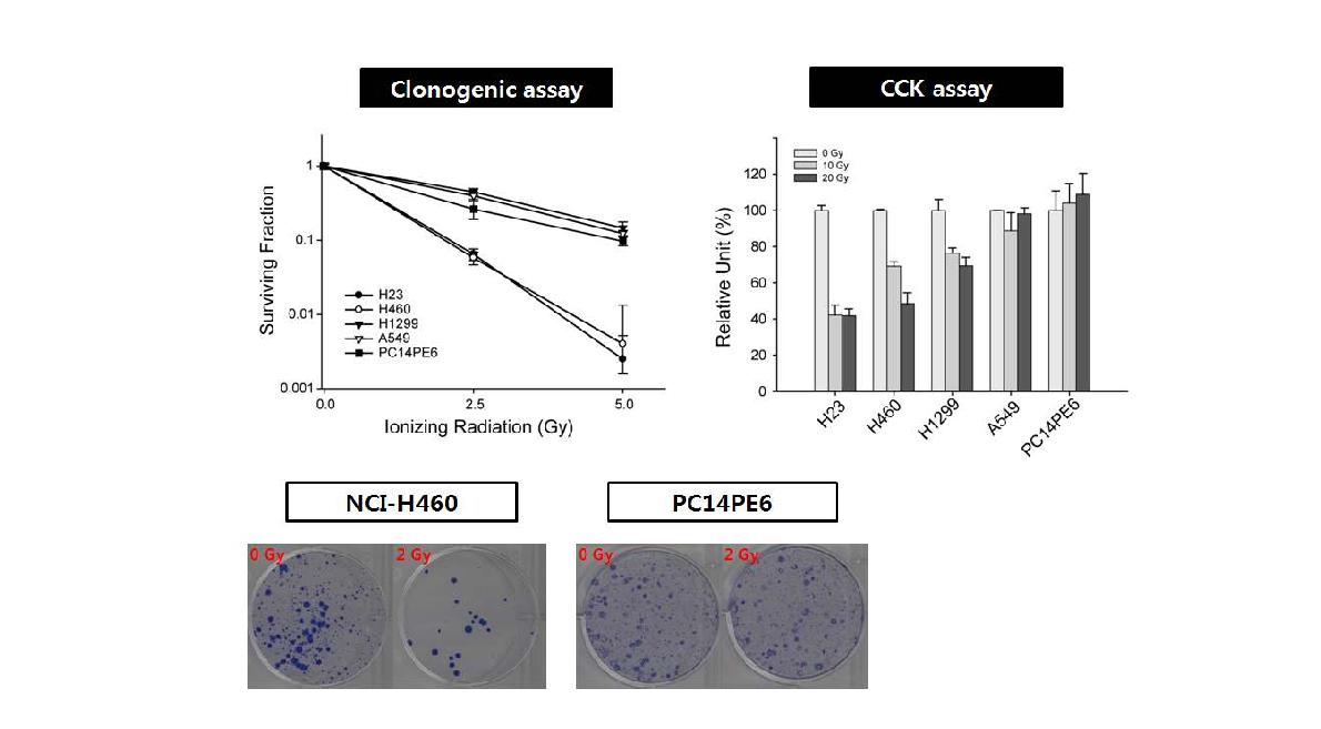 폐암 세포주의 방사선 민감도 비교.