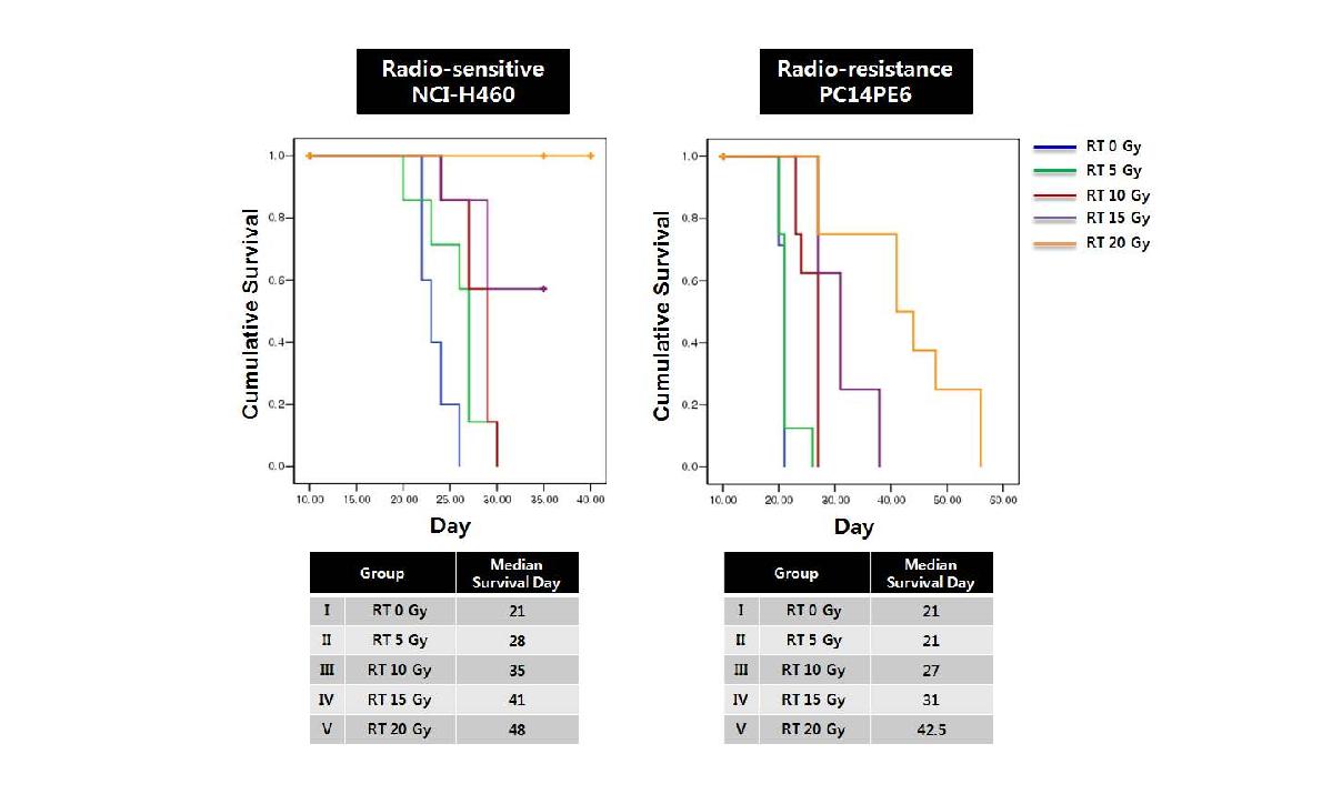 폐암 뇌전이 동물모델에서 방사선 조사량에 따른 생존율 비교.