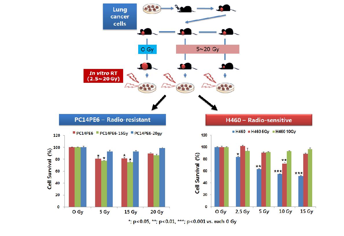 방사선 내성 획득 폐암 세포주 clone 확립 방법 및 기존 폐암세포주와 방사선 민감도 비교.
