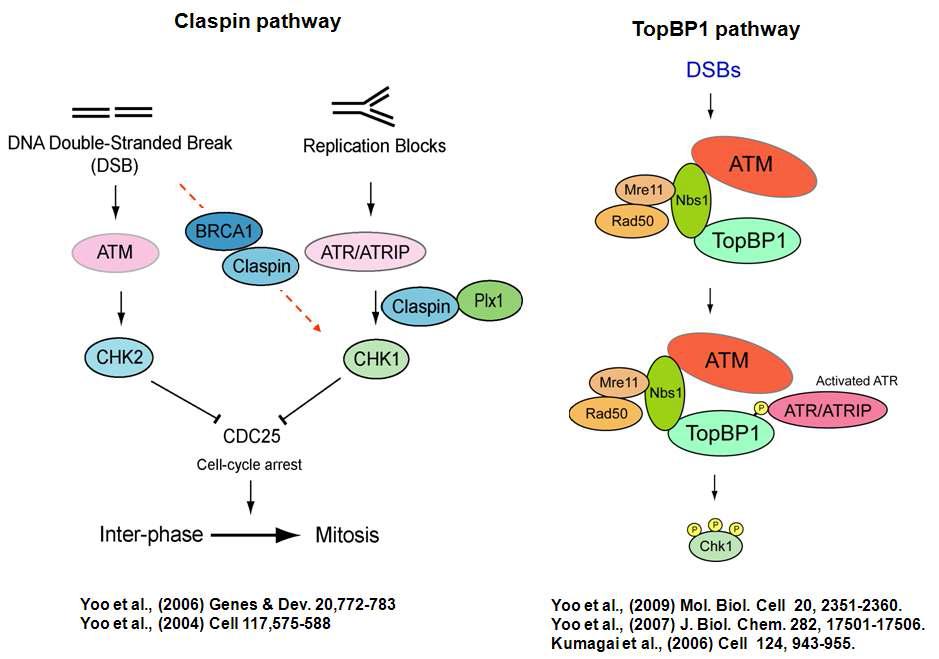 Claspin과 TopBP1의 DNA damage checkpoint pathway에서의 역할.