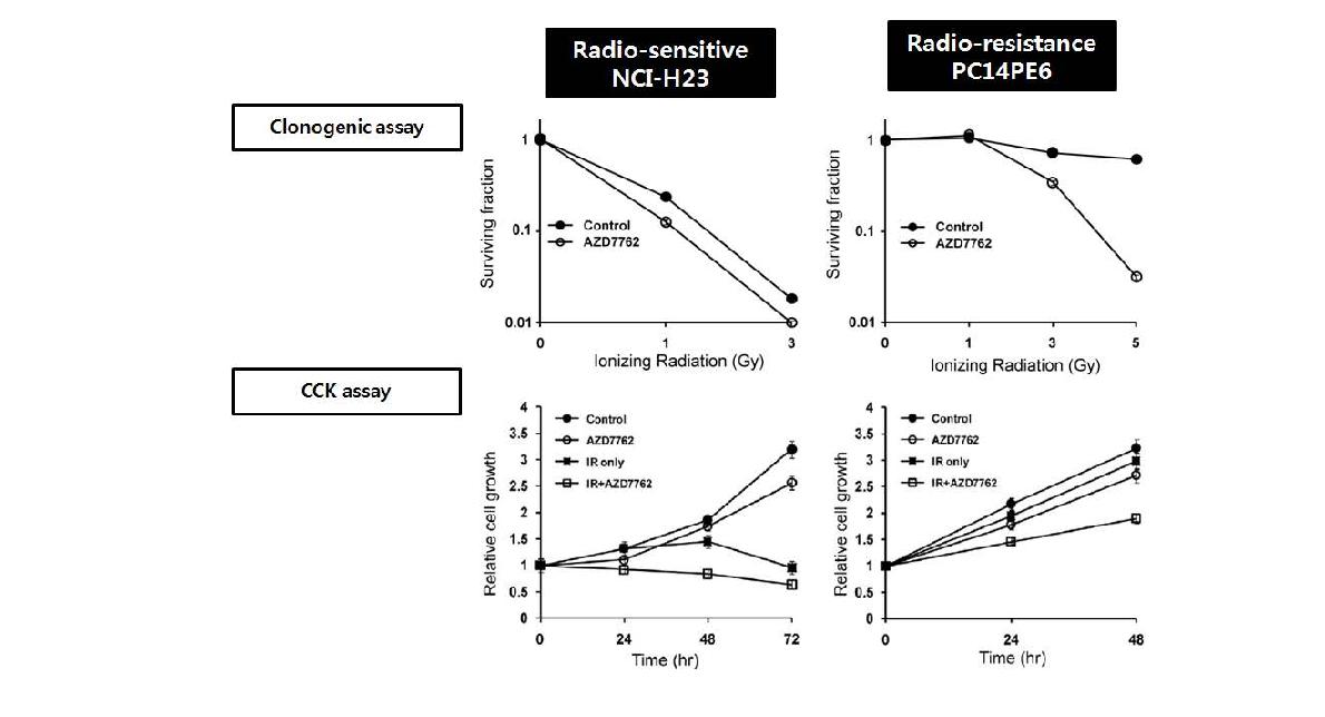 Chk1 inhibition이 방사선 민감도에 미치는 영향.