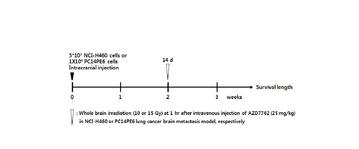 폐암 뇌전이 동물모델에서 radio-sensitizing effect 평가 실험 스케쥴.
