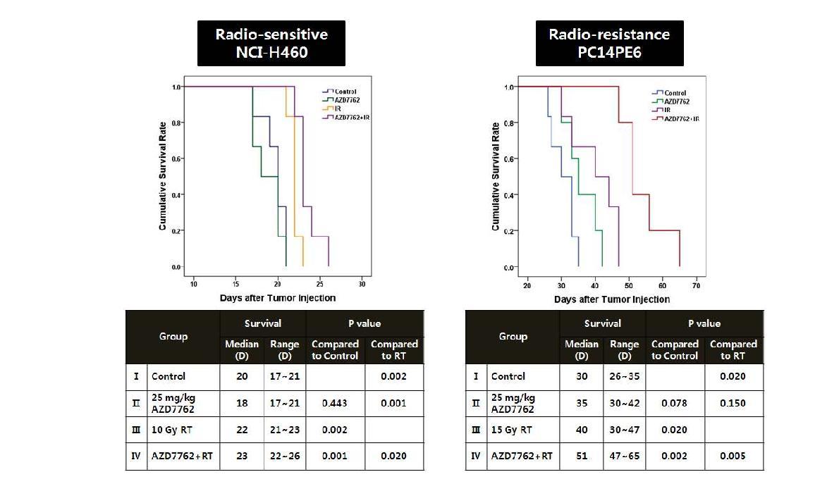 Radio-sensitive 또는 radio-resistance한 폐암 뇌전이 동물모델에서 Chk1 inhibitor인 AZD7762의 방사선 내성 조절 효과 비교.