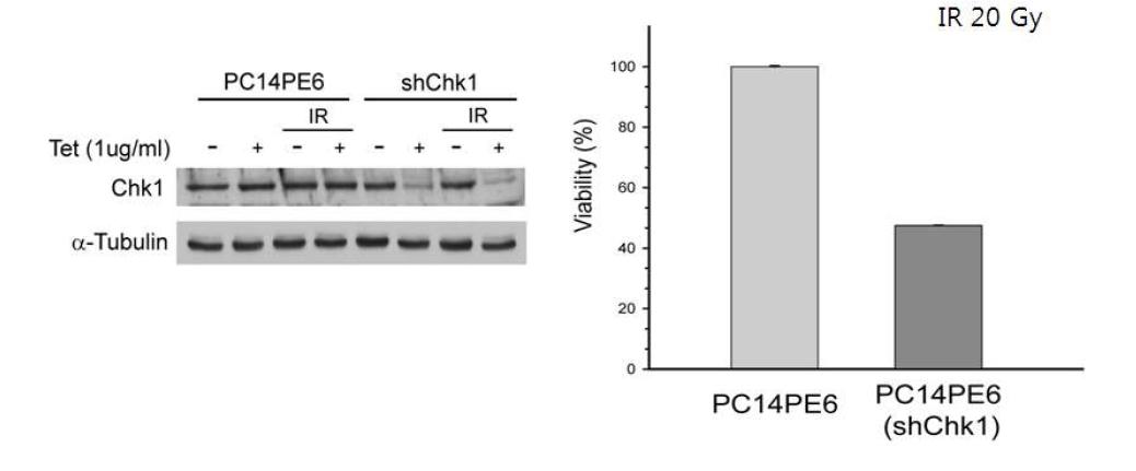 shRNA를 이용한 Chk1 발현 억제시, 방사선 민감도 증가.