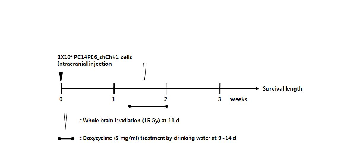 폐암 뇌전이 동물 모델에서 radio-sensitizing effect 평가 실험 스케쥴.