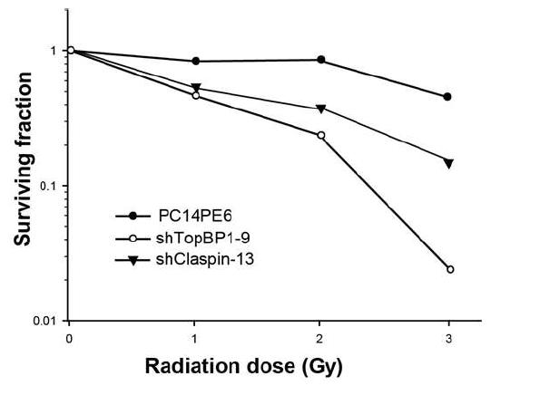 Claspin, TopBP1의 발현 억제를 통한 radio-resistance한 PC14PE6 세포주의 방사선 민감도변화.