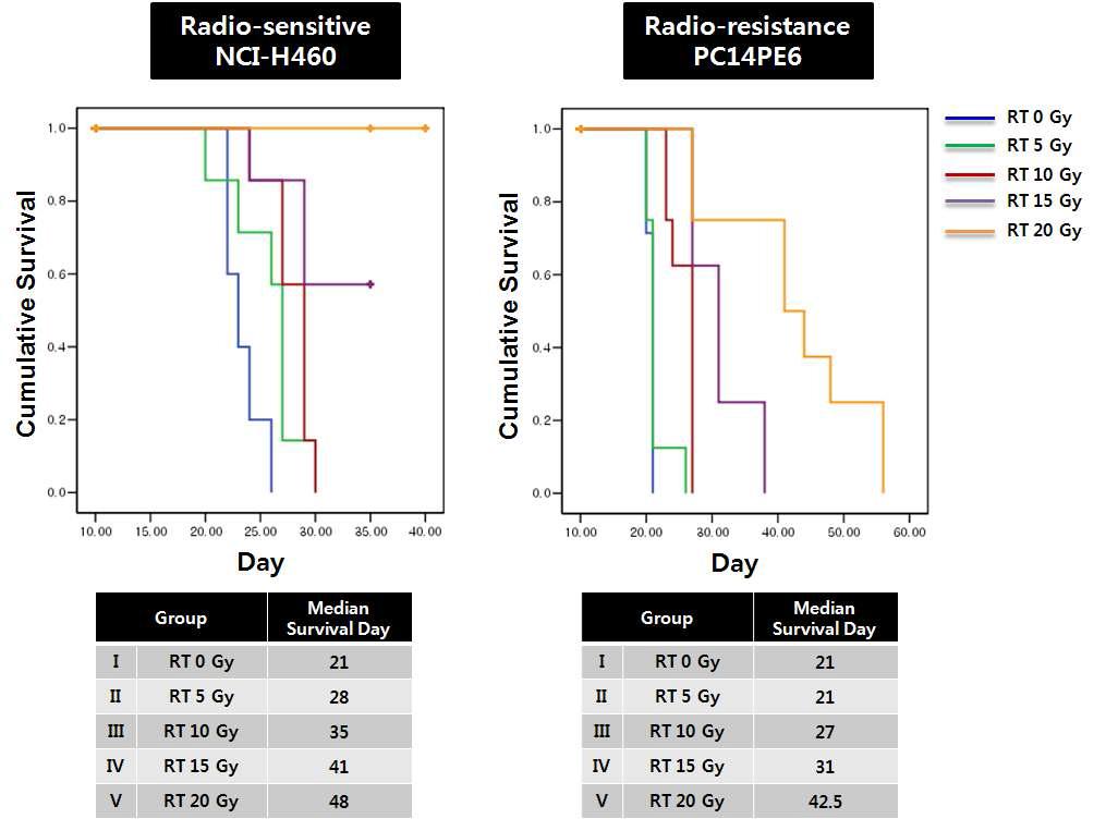 폐암 뇌전이 동물모델에서 방사선 조사량에 따른 생존율 비교.