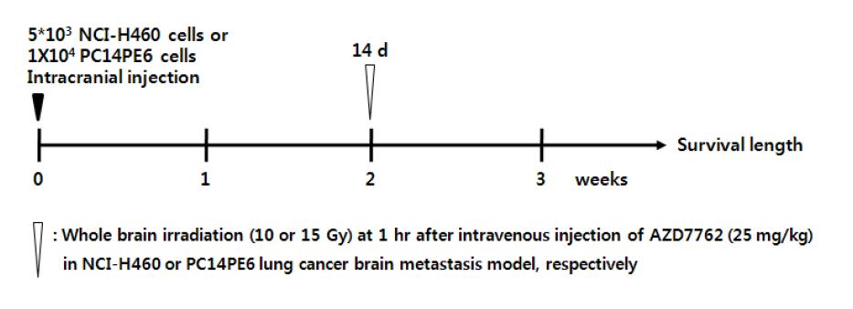 폐암 뇌전이 동물모델에서 radio-sensitizing effect 평가 실험 스케쥴.