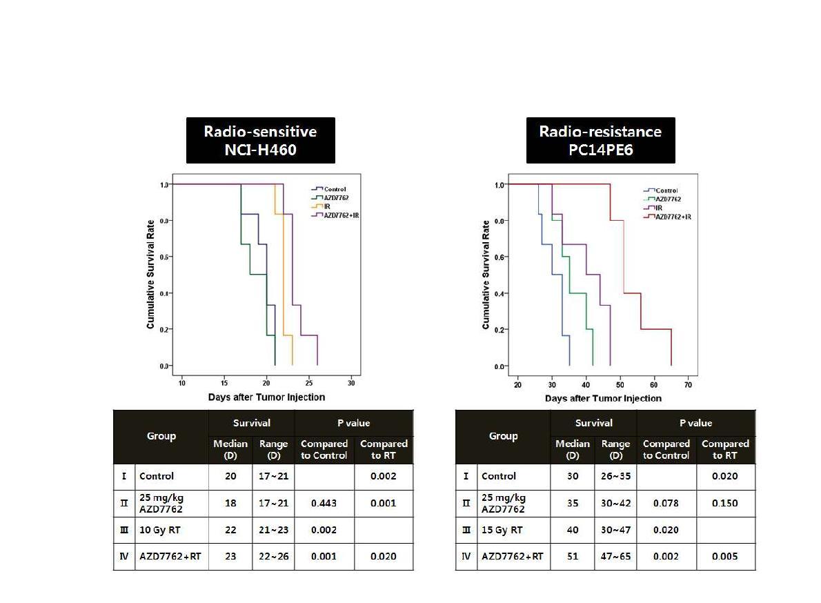 Radio-sensitive 또는 radio-resistance한 폐암 뇌전이 동물모델에서 Chk1 inhibitor인 AZD7762의 방사선 내성 조절 효과 비교.