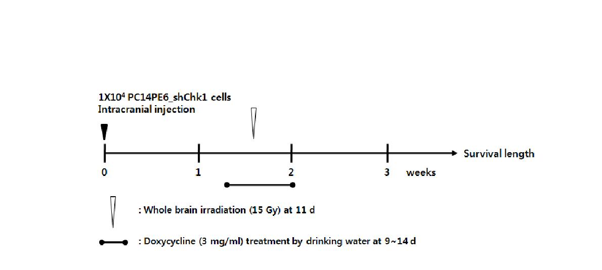 폐암 뇌전이 동물 모델에서 radio-sensitizing effect 평가 실험 스케쥴.