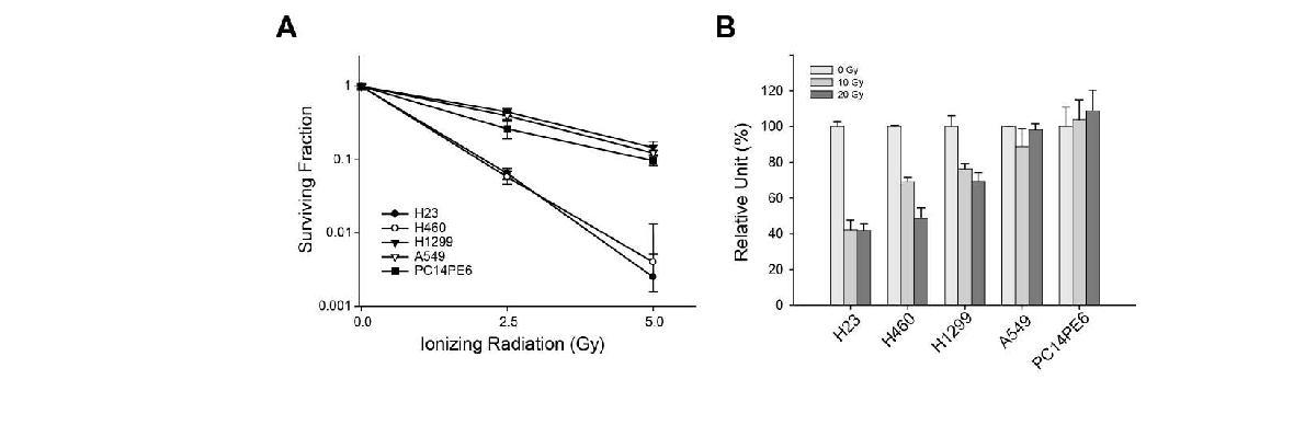폐암 세포주의 방사선 민감도 측정.