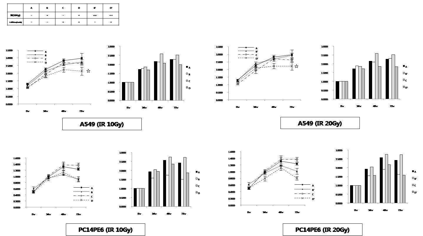 DNA damage checkpoint 활성화 억제 후 방사선 내성 변화 측정.