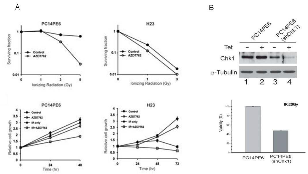 Chk1의 inhibition이 방사선 민감도에 미치는 영향.