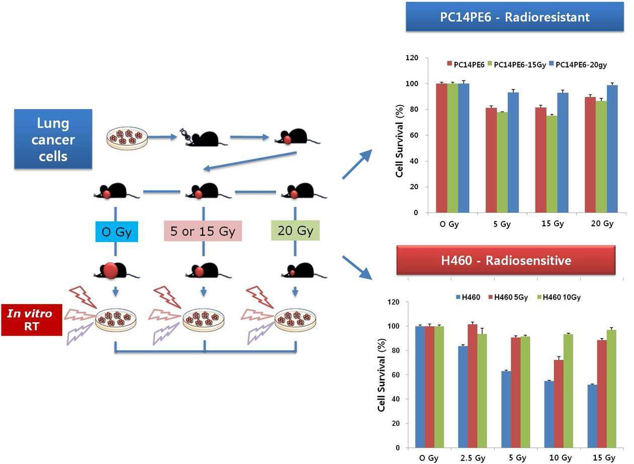 방사선 내성 획득 폐암 세포주 clone 확립 방법 및 기존 폐암세포주와 방사선 민감 도 비교. 방사선이 주사된 뇌전이암 조직 세포가 기존 폐암 세포주보다 방사선 저항성이 큰 것으로 확인됨.