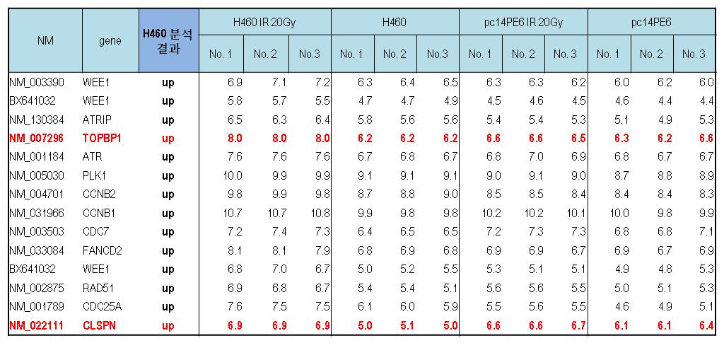 Microarray 결과 분석 : TopBP1과 Claspin에 있어서 방사선 내성 획득 세포주 와 기존 세포주와의 유전자 발현 차이