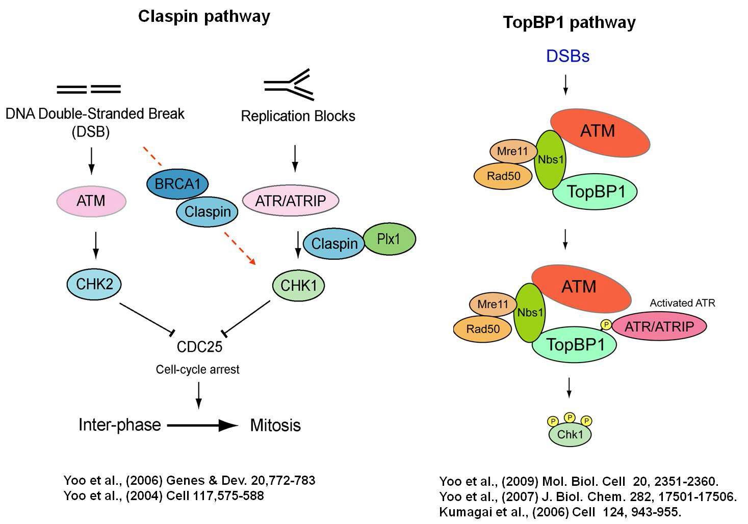 Claspin과 TopBP1의 DNA damage checkpoint pathway에서 역할.