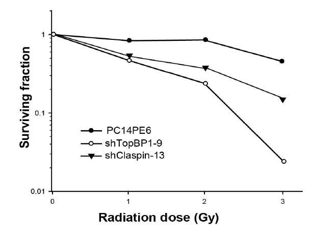 Claspin, TopBP1의 발현을 억제하면 방사선에 내성을 가진 PC14PE6 cell이 방사선에 민감해짐을 보여줌.