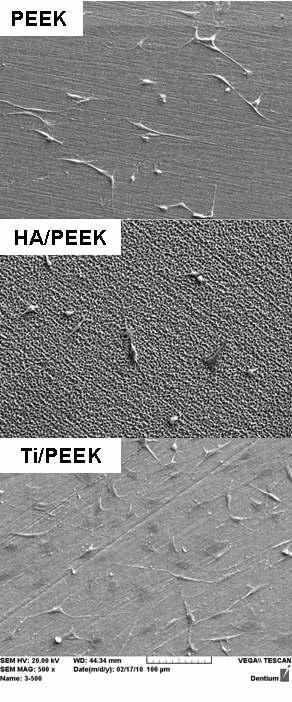다양한 PEEK 시편에 24시간 동안 부착된 세포의 전자현미경 500배 확대사진
