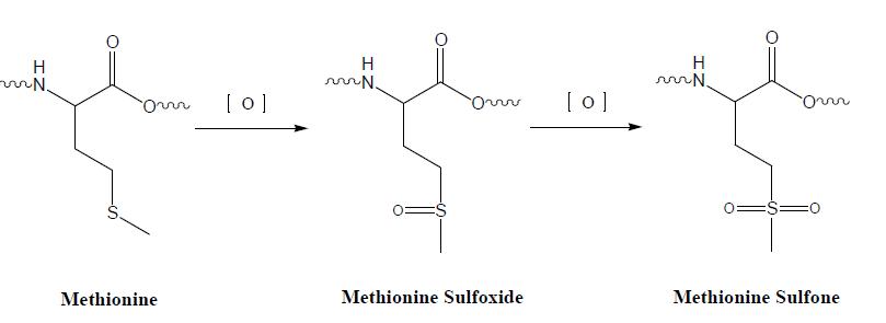 Methionine의 oxidation 과정