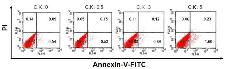 FACS 기법을 통한 관절염 활막세포의 생존에 미치는 Compound K의 효과. Compound K 5 uM 까지는 활막세포의 세포자멸사가 유도되지 않음 (n = 2).