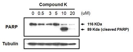 PARP 항체를 이용한 관절염 활막세포의 세포자멸사에 미치는 Compound K의효 과. Compound K 10 uM에서 활막세포의 세포자멸사를 유도함 (n=2).