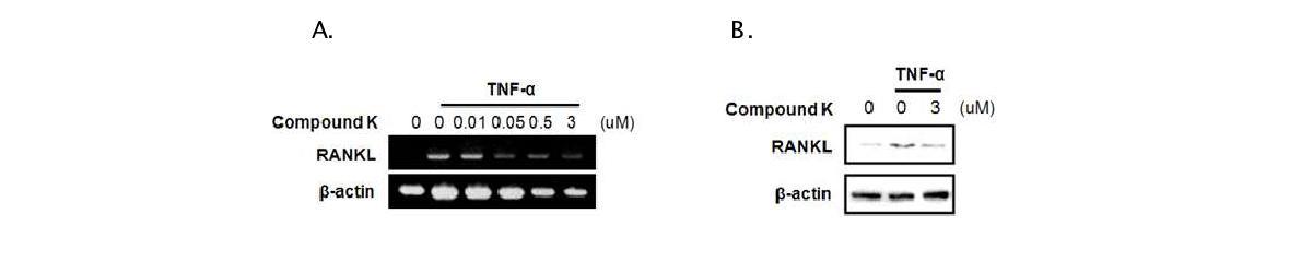 관절염 활막 세포에서 TNFα에 의한 파골세포활성조절 물질에 관한 Compound K의 효과 평가. TNFα 유도 RANKL의 mRNA와 단백질은 Compound K에 의해 저해됨.