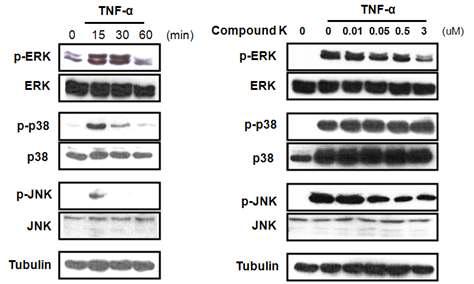 관절염 활막 세포에서 TNFα에 MAPK 신호전달 활성에 관한 Compound K의 효 과 측정. Compound K는 ERK와 JNK의 신호 활성을 특이적으로 저해함.