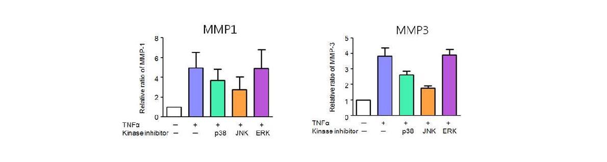 관절염 활막 세포에서 TNFα 유도 MMP-1 및 MMP-3 분비에 관여하는 MAPK 신호전달 경로 확인 (n = 3). TNF-α 유도 MMP-1 및 MMP-3 분비는 JNK의 신호활성에 의 존적임.