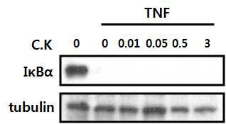 관절염 활막 세포에서 TNFα 유도에 의한 IkBα 분해에 관한 효과 (n = 3). Compound K는 IkBα 분해에 관여하지 않음.