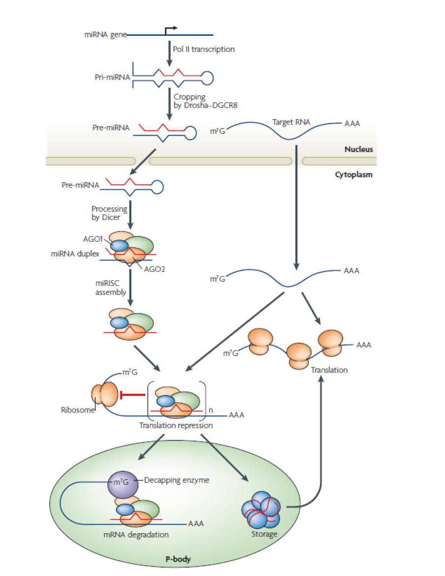 인간 microRNA의 작용 기작 (Nature Mol. Cell Biol. 8, 23-36.