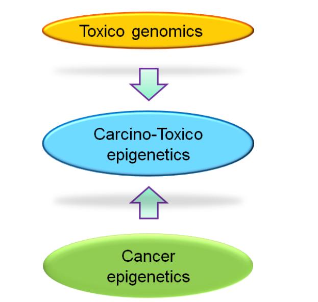 독성 유전체학과 암후성유전학의 접목