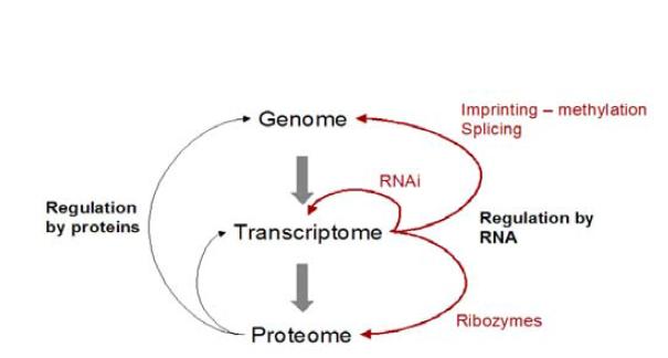 Gene expression controlled by proteins and small RNAs