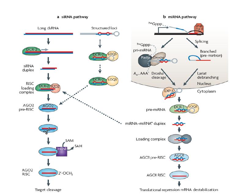 Small RNA silencing pathways in Drosophila