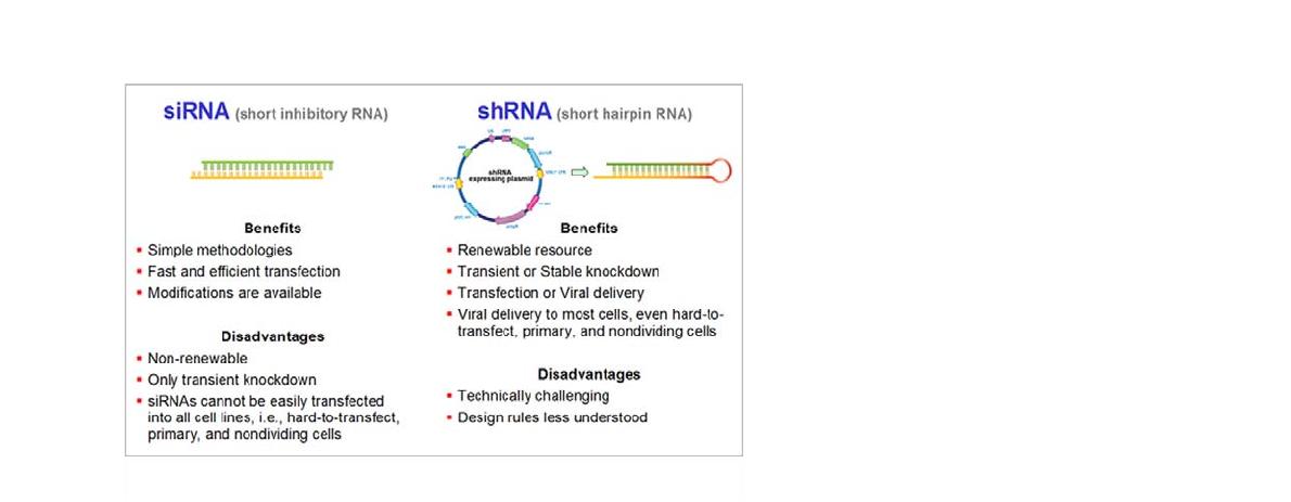 siRNA와 shRNA의 장단점
