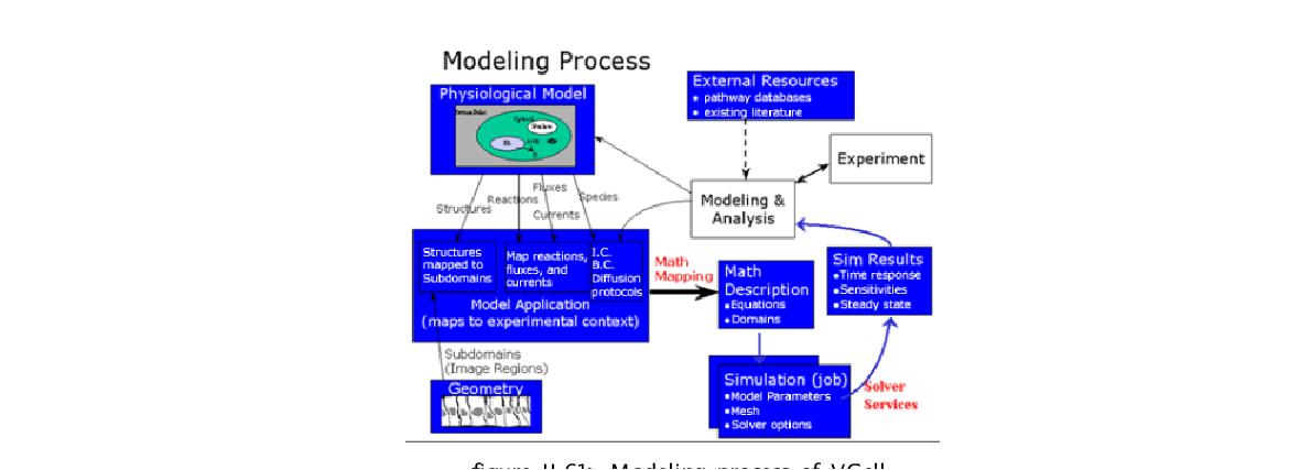 Modeling process of VCell