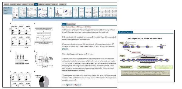 The caption for the image and the Graphical Abstract