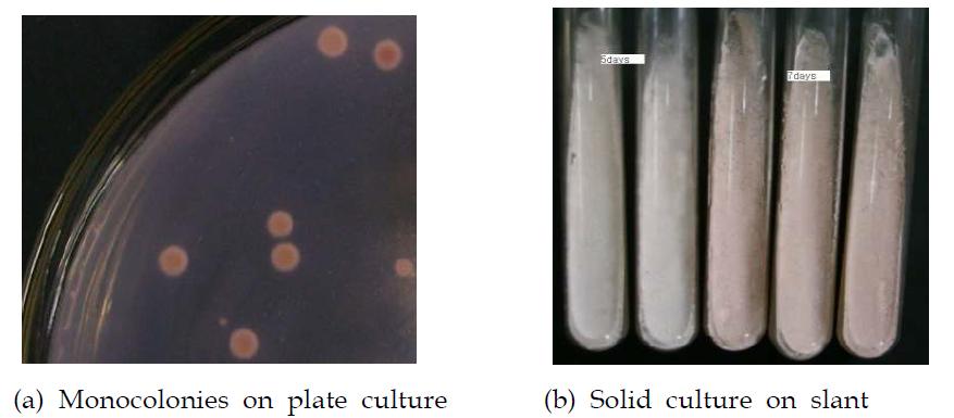 Morphology of Streptomyces toxitricini on solid culture.