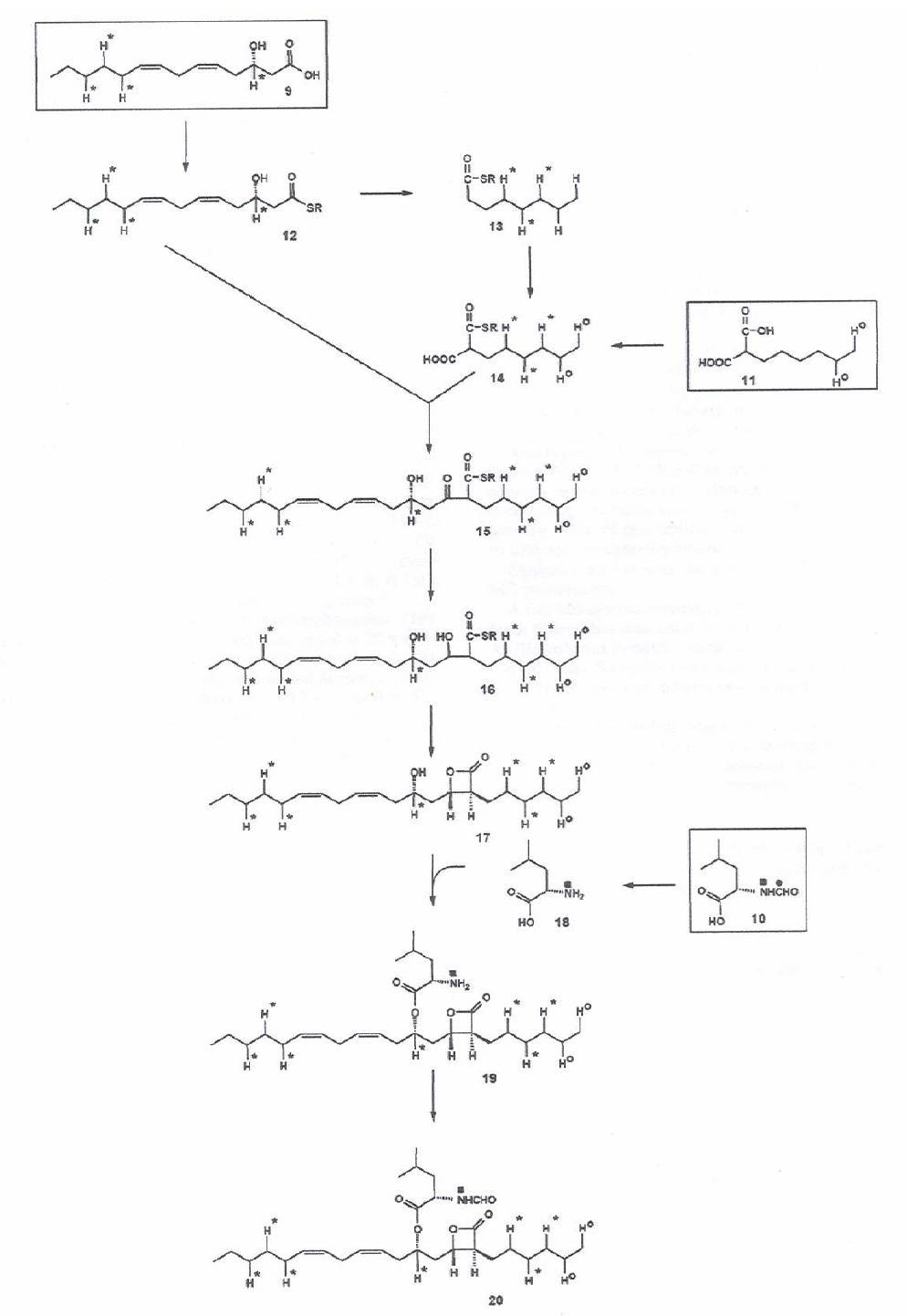 Biosynthetic pathway of lipstatin in Streptomyces toxytricini