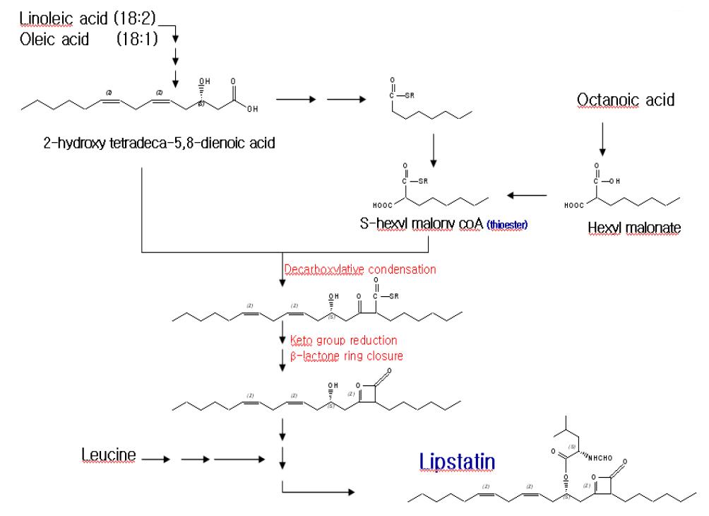 Incorporation of precursors(fatty acids and leucine) into lipstatin biosyntheticpathway.