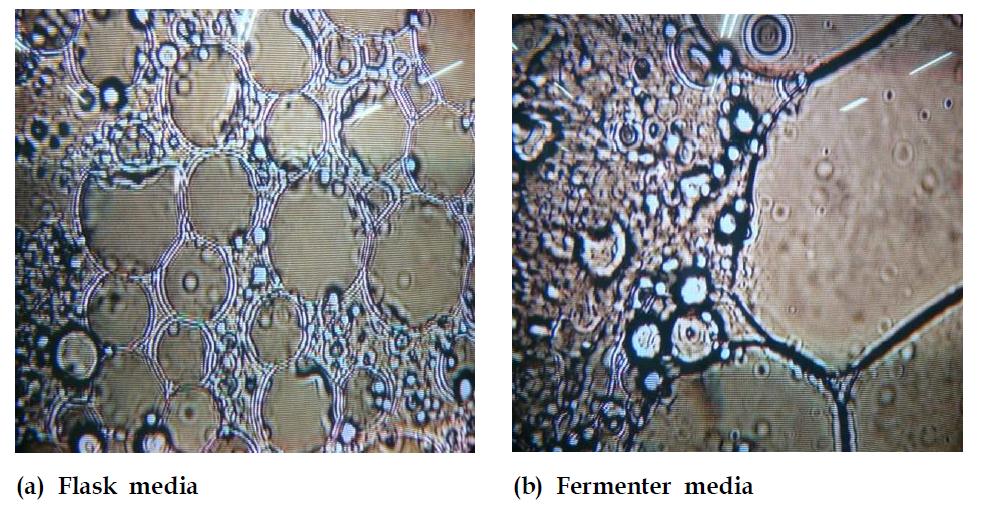 Difference in morphology of oil drops between flask and fermenter media