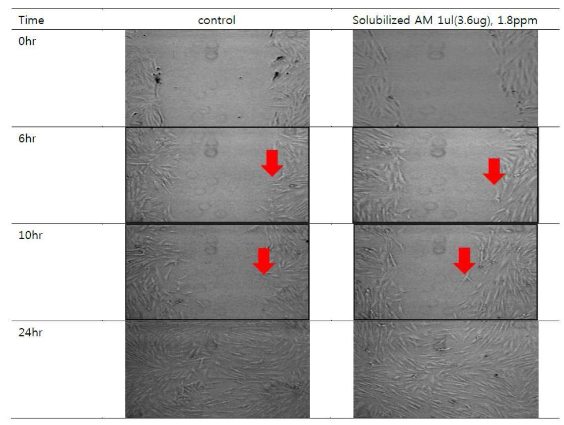 Effect of solubilized AM on the migration of human foreskin fibroblast cells.