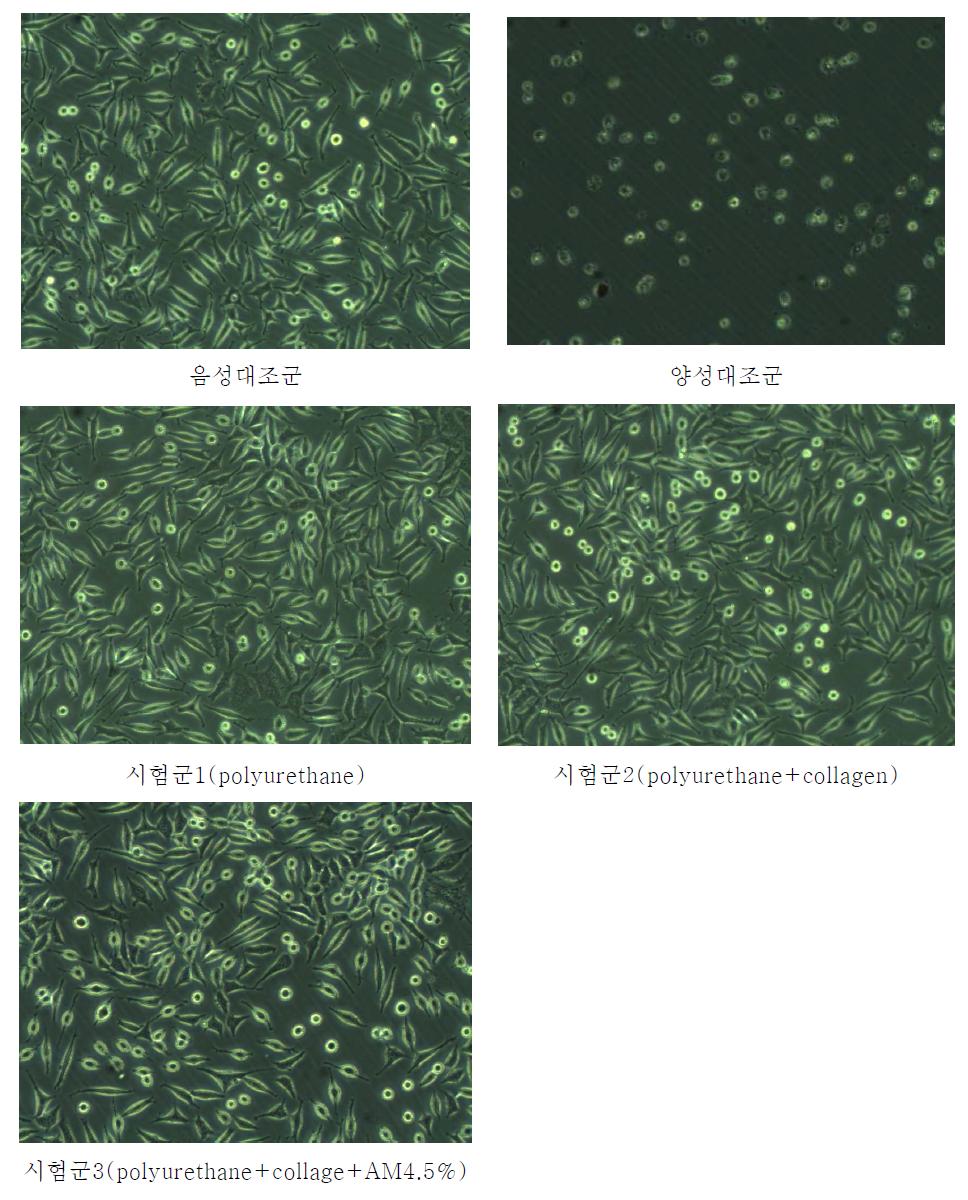 가용화양막 창상피복재의 용출물 및 각 원료의 세포독성 사진