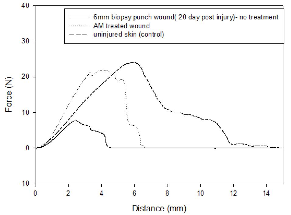 Effect of amniotic membrane extract on the mechanical strength of rabbit ear 6-mm biopsy punch wound; the maximum strength and skin resilience were significantly increased with AM treated wound as compared with open wound :the mechanical strength development of healing wounds depends on the formation of collagen fibrils bridging the wound.