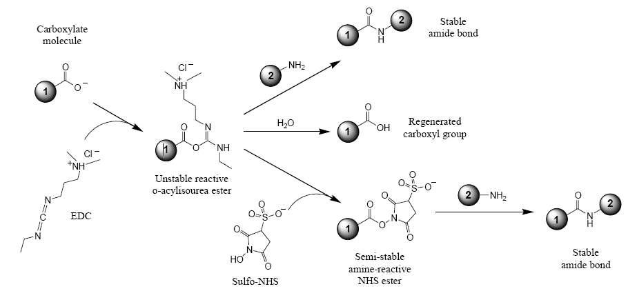 EDC-sulfo NHS의 반응기전