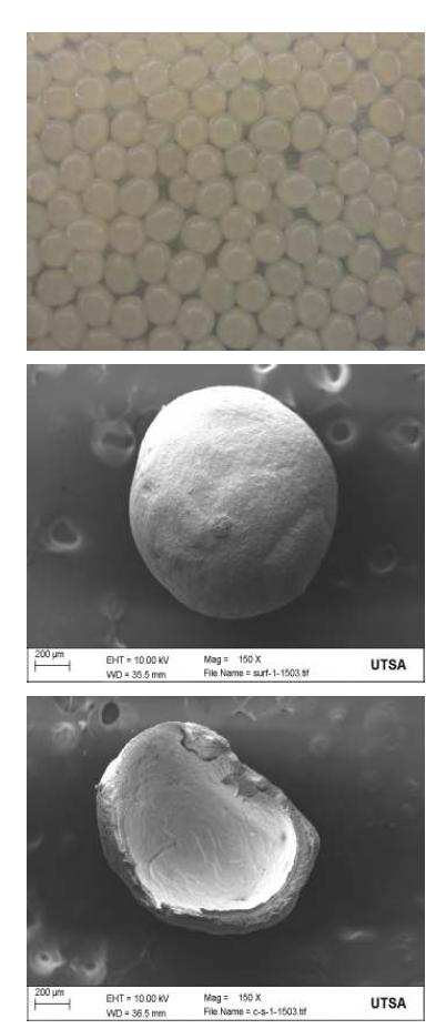 Alginate bead 사진(상), 속이 빈 구형의 다공성 칼슘 포스페이트골이식재의 외부(중)와 내부(하).