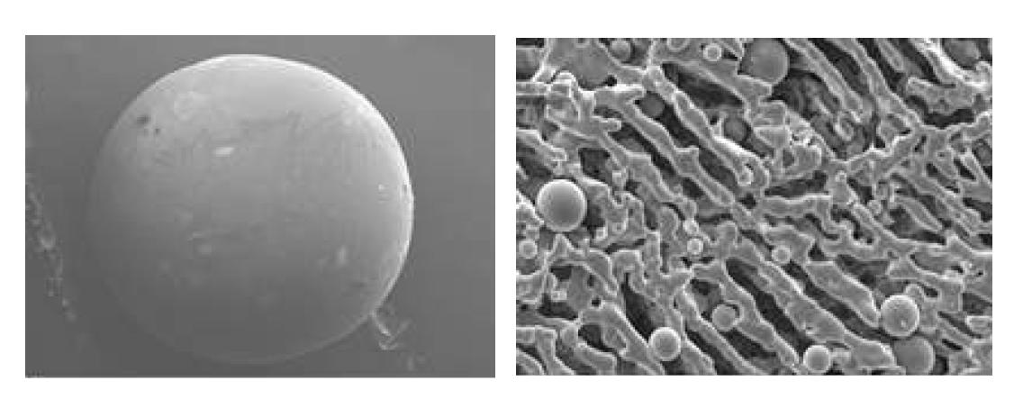 약물을 함유한 스피어스가 부착된 골 충진제의 전자현미경 사진. (왼쪽:저배율, 오른쪽: 고배율)