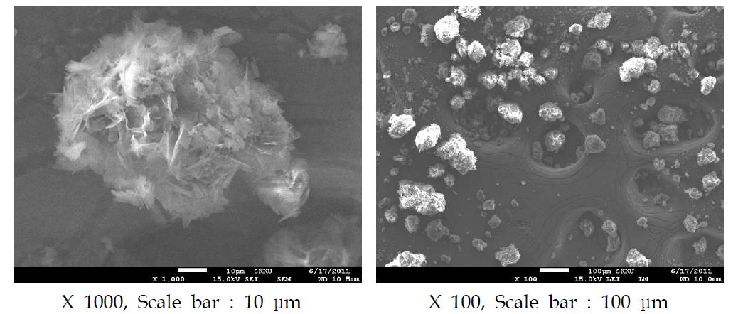 Calcium stearate의 SEM 사진