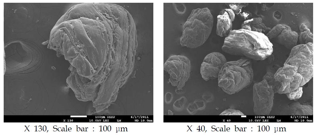 HPMCP의 SEM 사진